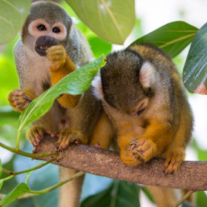 Explore the Jungle Island in Miami
