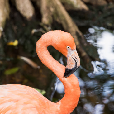 JungleIsland-59547