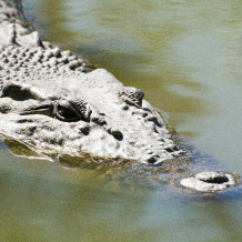 Visit the Everglades in Southern Florida