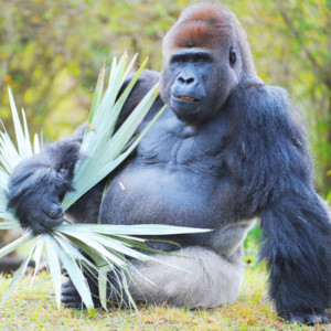 Zoo Miami in Florida